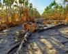 La sfida della lotta alla desertificazione in Argentina: “La legislazione in materia deve essere un documento vivo”