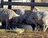 Pecore pesanti, una proposta per espandere l’attività nell’area centrale : : Mirador Provincial : : Santa Fe News