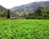 La ricchezza naturale del Cauca che lascia alla Colombia un nome elevato