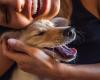 Uno studio rivela la classica pratica del doglover che causa stress nei cani