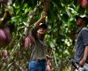 Il cacao è considerato “oro” in Ecuador e attira la criminalità organizzata