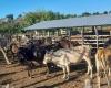 Esercitazioni di controllo della terra e del bestiame rivelano migliaia di illegalità a Pinar del Río › Cuba › Granma