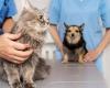 L’Unione Europea sta preparando una legge sul welfare per cani e gatti: questi saranno i principi fondamentali
