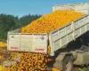 Gettano tonnellate di mandarini marci in una discarica a causa del basso consumo